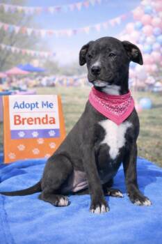 Boxer and Labrador Retriever Dogs Available for Adoption - Brenda | PetCurious