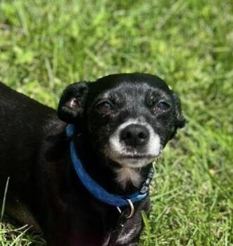 Pretzel -  Chihuahua Dog for Adoption in Syracuse, New York - Pretzel | PetCurious