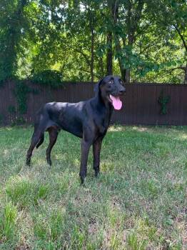 Archie -  Great Dane and Labrador Retriever Dog for Adoption in Dallas, Texas - Archie | PetCurious