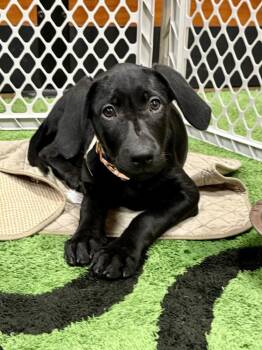 Tuna -  Labrador Retriever Dog for Adoption in Tucson, Arizona - Tuna | PetCurious