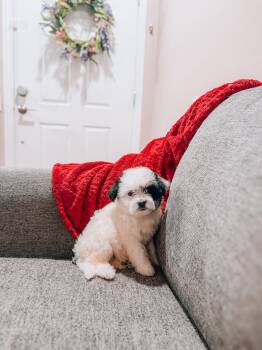 Nani -  Miniature Poodle Dog for Adoption in Goodyear, Arizona - Nani | PetCurious