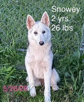 Snowey -  Husky Dog for Adoption in South Kingstown, Rhode Island - Snowey | PetCurious
