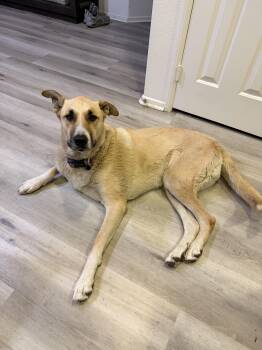 Brandy - a gentle giant who checks all the boxes -  Shepherd and Turkish Kangal Dog for Adoption in Oriskany, New York - Brandy - A Gentle Giant Who Checks All The Boxes | PetCurious