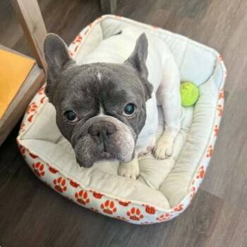French Bulldog Dogs Available for Adoption in Turlock, California - Stitch | PetCurious