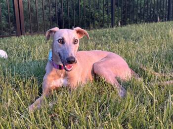 Blondie -  Greyhound Dog for Adoption in Winter Park, Florida - Blondie | PetCurious