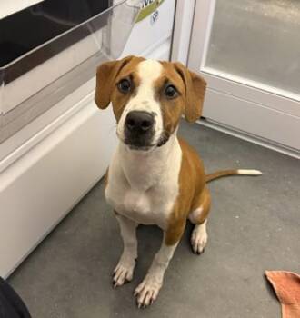 Mary Jane -  Mixed Breed Dog for Adoption in New Orleans, Louisiana - Mary Jane | PetCurious