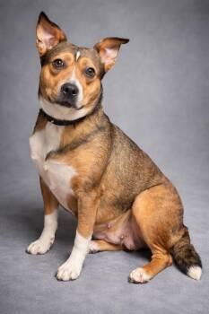 Terrier Dogs Available for Adoption in Clarkesville, Georgia - Primrose | PetCurious