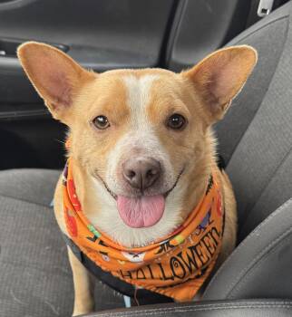 Hootie -  Corgi Dog for Adoption in Seattle, Washington - Hootie | PetCurious