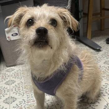 Max -  Terrier Dog for Adoption in Yucaipa, California - Max | PetCurious