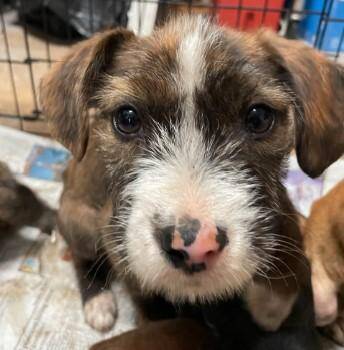Mixed Breed Dogs Available for Adoption in West Chester, Pennsylvania - Hammy | PetCurious