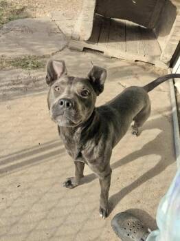 Autumn -  Pit Bull Terrier Dog for Adoption in Manchester, Connecticut - Autumn | PetCurious