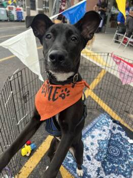 Rescue Labrador Retriever Dogs for Adoption in Colorado Springs, Colorado - Panther | PetCurious