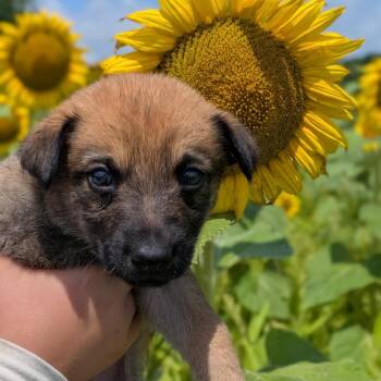 Scout -  German Shepherd Dog and Labrador Retriever Dog for Adoption in Spring Hill, Tennessee - Scout | PetCurious