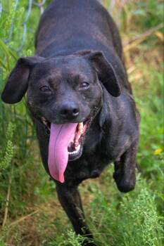 Rescue Pit Bull Terrier and Dachshund Dogs for Adoption in Calhoun, Kentucky - Navi | PetCurious
