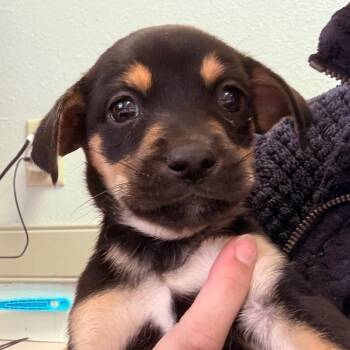 Mixed Breed Dogs Available for Adoption in Mount Vernon, Arkansas - Minmin | PetCurious