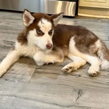 Kena -  Siberian Husky Dog Available for Adoption in Olathe, Kansas - Kena | PetCurious