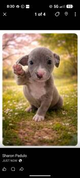 Catahoula Leopard Dog and Pit Bull Terrier Dogs Available for Adoption - IRIS | PetCurious