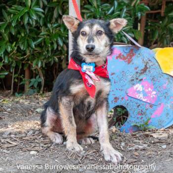 Jens -  Shepherd Dog for Adoption in Wake Forest, North Carolina - Jens | PetCurious