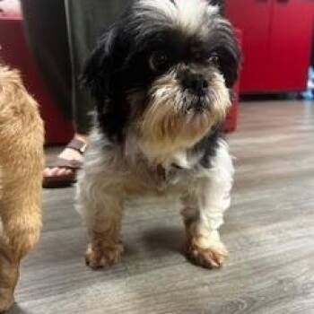 Shih Tzu Dogs Available for Adoption in Tulsa, Oklahoma - Tanka | PetCurious