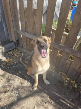 Rescue German Shepherd Dog Dogs for Adoption in Kirkland Lake, Ontario - Grizzly | PetCurious
