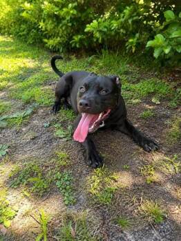 Syncere -  American Bulldog and Mixed Breed Dog for Adoption in Palm Coast, Florida - Syncere | PetCurious