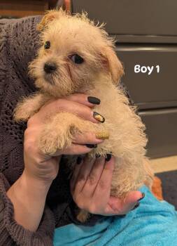 Scotch boy 1 -  Wirehaired Terrier and Shih Tzu Dog for Adoption in Brockport, New York - Scotch Boy 1 | PetCurious
