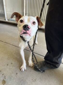 Rescue American Staffordshire Terrier and American Bulldog Dogs for Adoption in San Gabriel, California - Hortencia | PetCurious