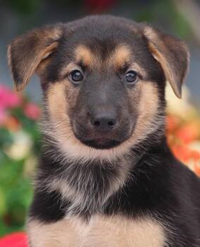 Sheldon von Nala -  German Shepherd Dog Dog for Adoption in Los Angeles, California - Sheldon Von Nala | PetCurious