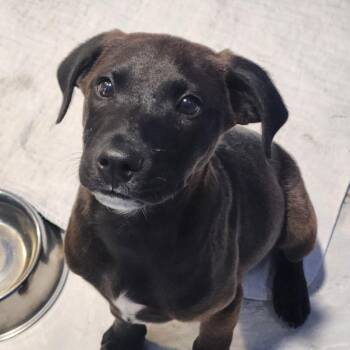 Labrador Retriever Dogs Available for Adoption in Walnutport, Pennsylvania - Coal | PetCurious