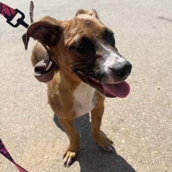 Tiger -  Mixed Breed Dog for Adoption in Columbia, South Carolina - Tiger | PetCurious