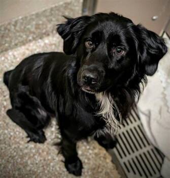 BRISKET BEN -  Flat Coated Retriever and Cocker Spaniel Dog for Adoption in Clyde, North Carolina - BRISKET BEN | PetCurious