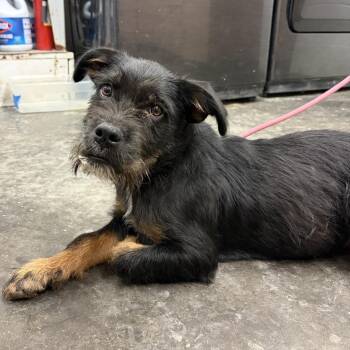 Squirrel -  Terrier and Mixed Breed Dog for Adoption in Evensville, Tennessee - Squirrel | PetCurious