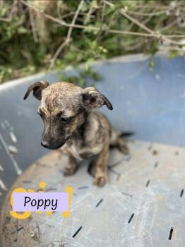 Chihuahua and Shih Tzu Dogs Available for Adoption - Poppy (Paige