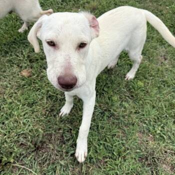 Cinnamon Swirl -  Yellow Labrador Retriever Dog for Adoption in Auburn, Nebraska - Cinnamon Swirl | PetCurious