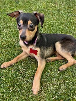 Chihuahua Dogs Available for Adoption in Pittsboro, North Carolina - Oralee | PetCurious