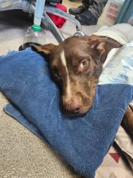 BOY -  Mixed Breed Dog for Adoption in Newton, North Carolina - BOY | PetCurious