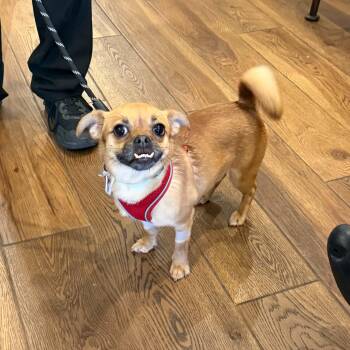 Loki -  Chihuahua and Pug Dog for Adoption in Boulder, Colorado - Loki | PetCurious