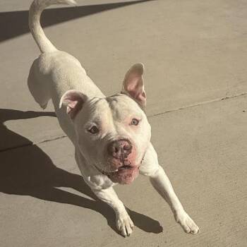Odin -  Pit Bull Terrier Dog for Adoption in Harrisonburg, Virginia - Odin | PetCurious