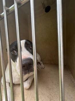 SADIE -  American Bulldog and Mixed Breed Dog for Adoption in Oklahoma City, Oklahoma - SADIE | PetCurious