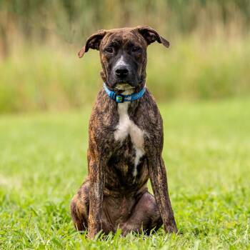 Heaven -  Mixed Breed Dog for Adoption in Council Bluffs, Iowa - Heaven | PetCurious