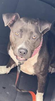 American Bulldog and Mixed Breed Dogs Available for Adoption in Doral, Florida - WAVERLY | PetCurious