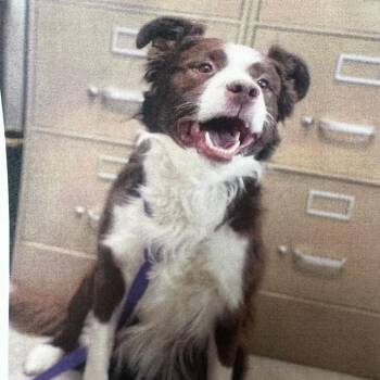 Kona -  Border Collie Dog for Adoption in Carlin, Nevada - Kona | PetCurious