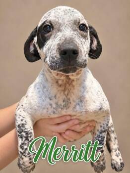 Merritt -  Australian Cattle Dog Blue Heeler Dog for Adoption in Manchester, Connecticut - Merritt | PetCurious