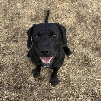 Rooster -  Black Labrador Retriever and Terrier Dog for Adoption in Marshalltown, Iowa - Rooster | PetCurious