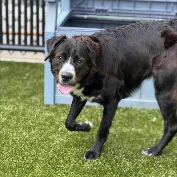 Janet -  Australian Shepherd and Mixed Breed Dog for Adoption in Greensboro, North Carolina - Janet | PetCurious