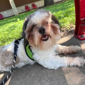 Bear -  Shih Tzu Dog for Adoption in Oak Brook, Illinois - Bear | PetCurious