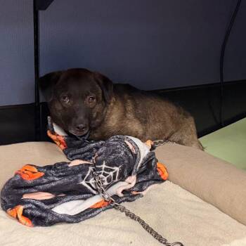 Chili -  Mixed Breed Dog for Adoption in Cheyenne, Wyoming - Chili | PetCurious