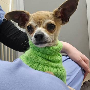 Mixed Breed Dogs Available for Adoption in Westhampton, New York - Sid | PetCurious