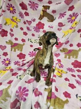 Mixed Breed Dogs Available for Adoption - Franklin | PetCurious