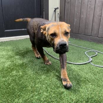 Mixed Breed Dogs Available for Adoption in Loxahatchee Groves, Florida - Iris | PetCurious